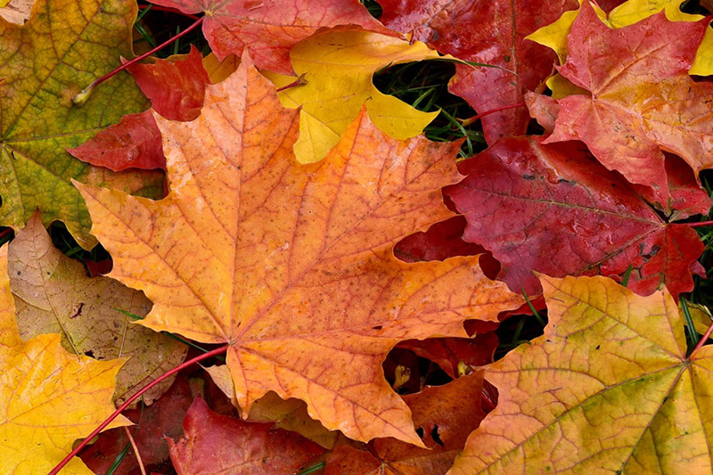 Annual Fall Festival - Sept. 19th!