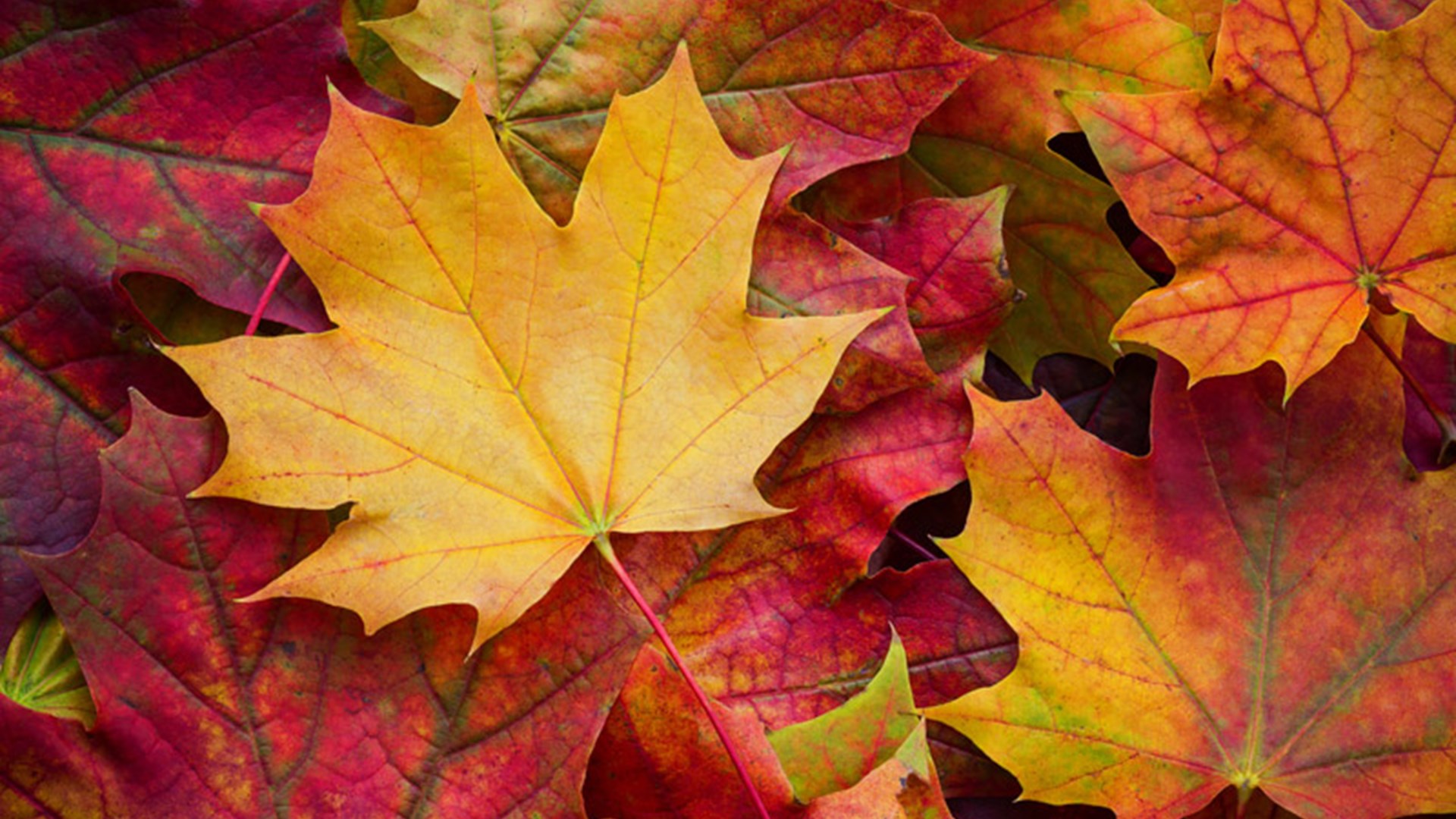 Leaves