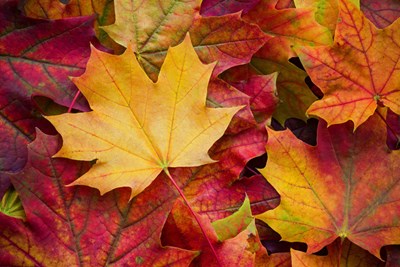 Fall Yard Waste Collection