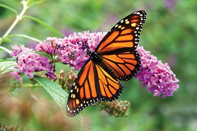 Imported Praying Mantis - A PROBLEM for your butterfly friends!